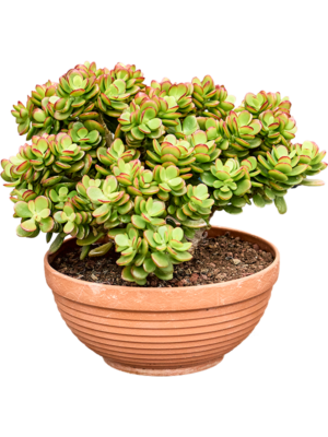 Bush