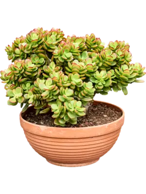 Bush