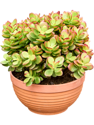 Bush