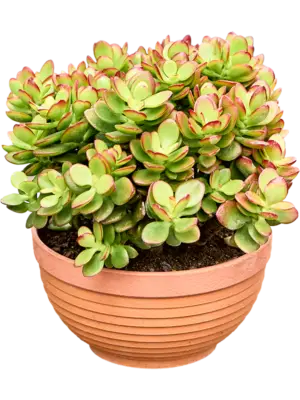 Bush