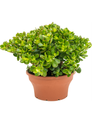 Bush