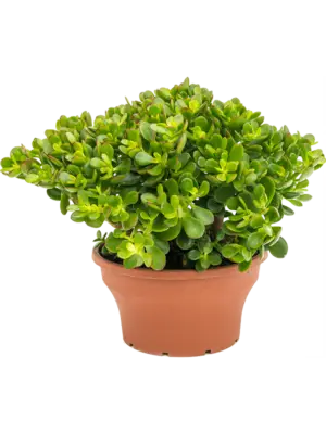 Bush