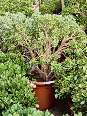 Bush