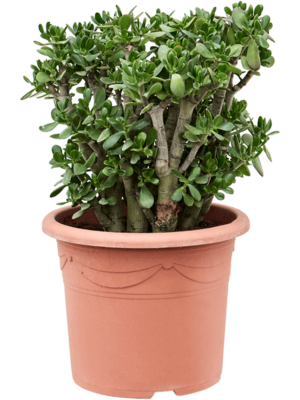 Bush