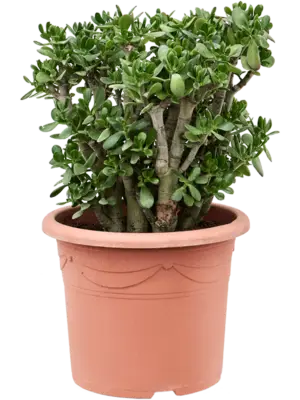 Bush