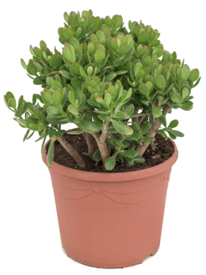 Bush