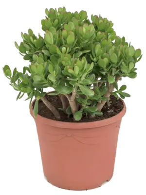 Bush