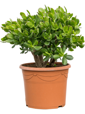 Bush