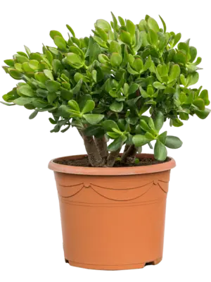 Bush