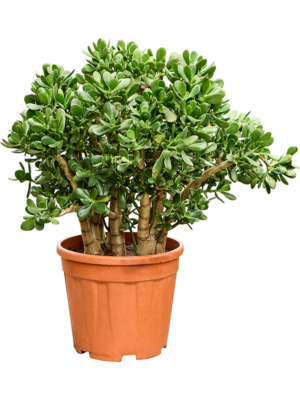 Bush