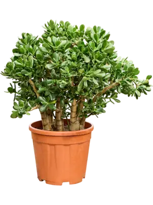 Bush