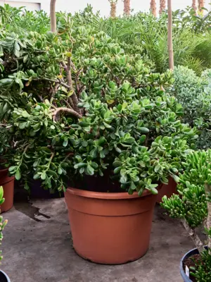 Bush