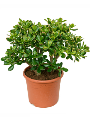 Bush