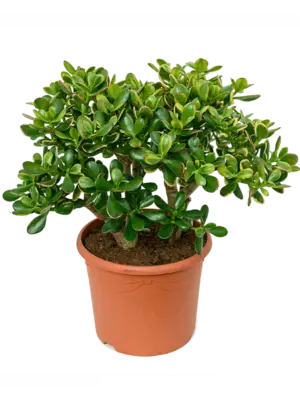Bush