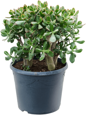 Bush