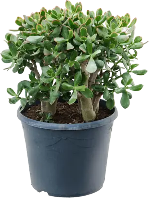 Bush