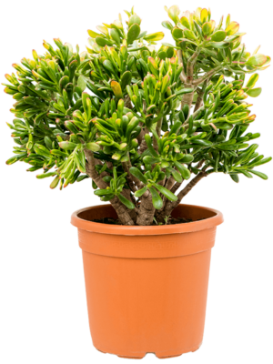 Bush