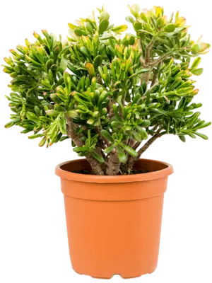 Bush