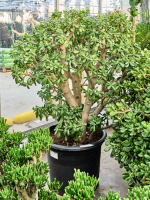 Bush