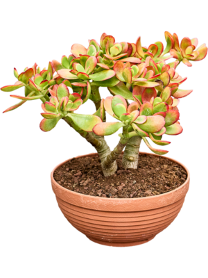 Bush