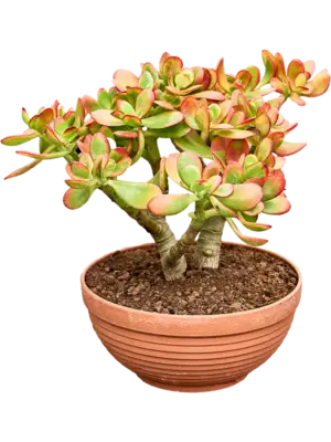 Bush