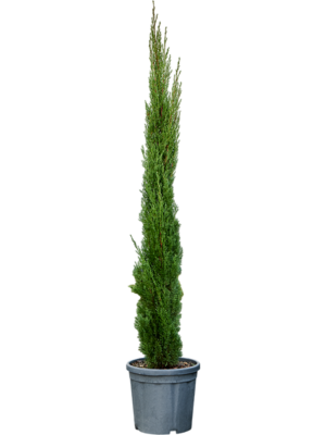 Piramid