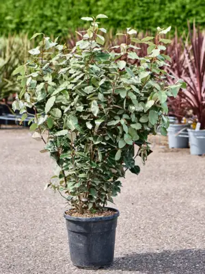 Bush
