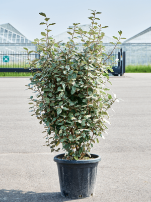 Bush