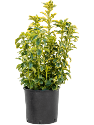 Bush