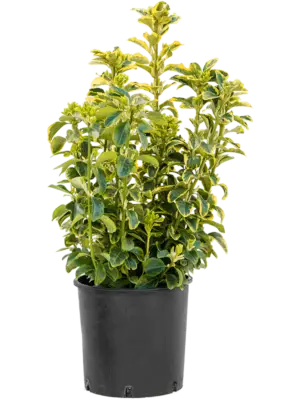 Bush