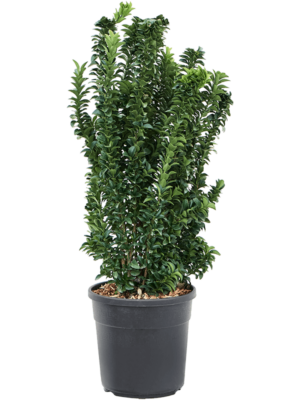 Bush