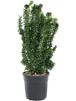Bush