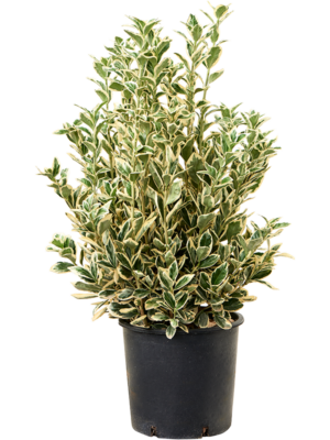 Bush