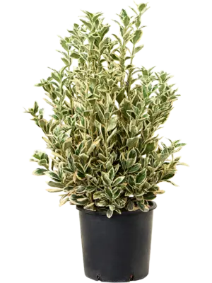 Bush