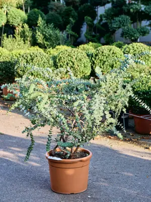 Bush