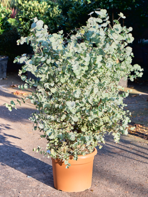 Bush