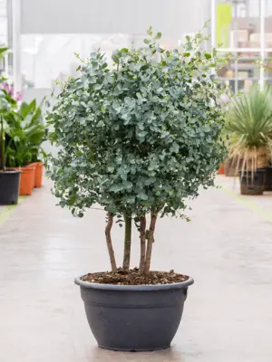 Multi stem