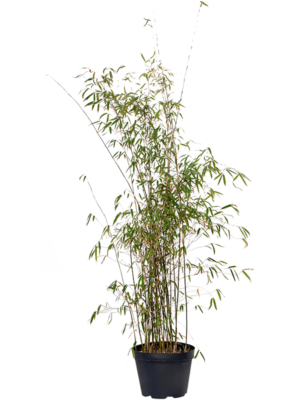 Bush