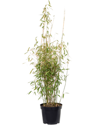 Bush