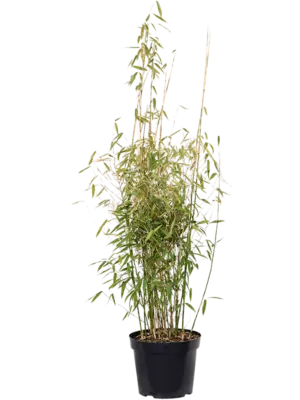 Bush