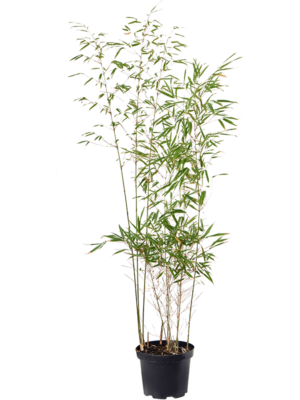 Bush