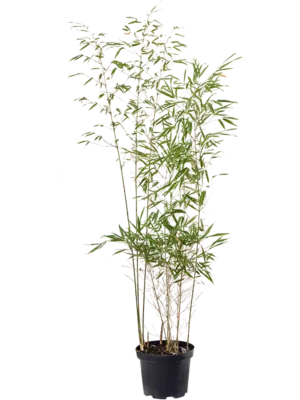 Bush