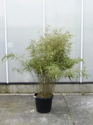 Bush
