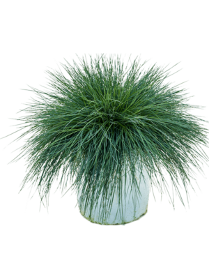 Bush