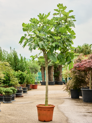 Stem
