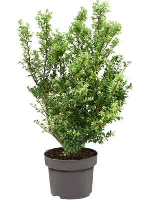 Bush