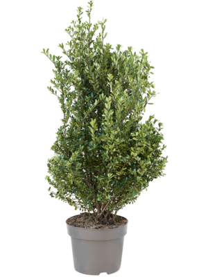 Bush