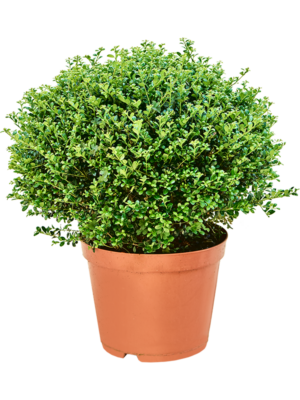 Boll