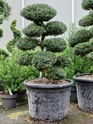 Bonsai