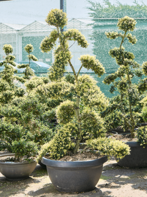 Bonsai